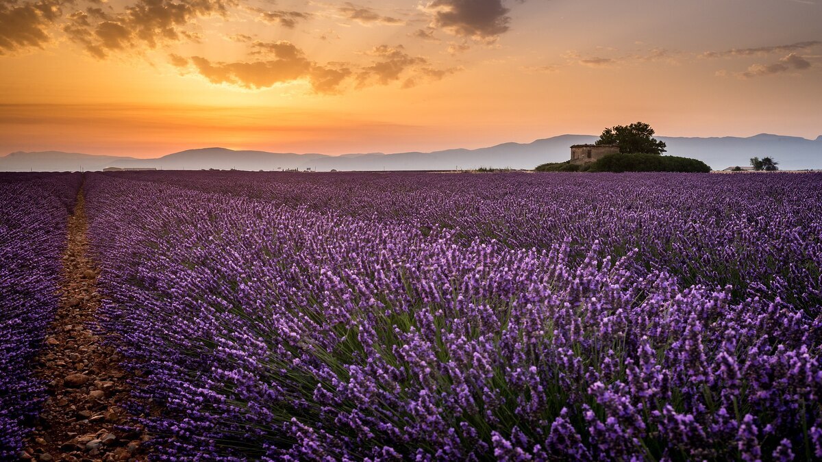 Le plateau de Provence est le paradis des champs de lavande, Ã visiter avant la haute saison