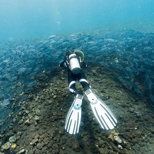 Mares Palmes Avanti Quattro avec Sangle Mixte Adulte S Blanco (WH)