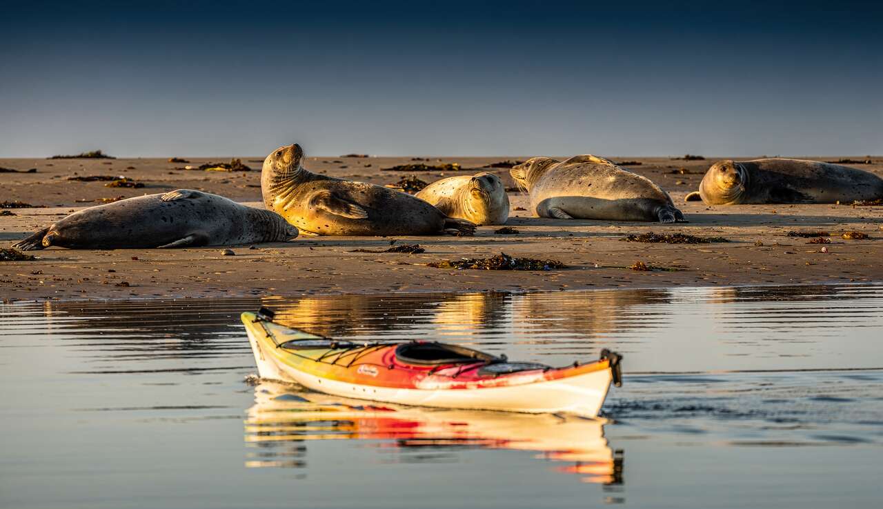 Balade en kayak : découverte de la baie des phoques à Berck